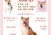 柴犬饲养攻略（柴犬喂养指南,教你如何养好柴犬）