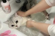 多久给猫猫洗澡（多久给猫咪洗澡）