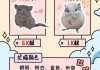 龙猫的饲养条件（龙猫的饲养条件和要求）