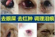 狗狗眼睛红红的有眼屎用什么药（狗狗眼睛红红的有眼屎用什么药好）