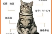 美国短毛猫常见病症介绍大全（美国短毛猫的缺点）