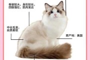 给布偶猫取名的方法有哪些（给布偶猫取什么名字）