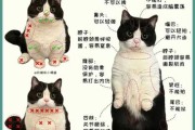 猫咪犯错了怎么办（猫咪犯错误了怎么办）