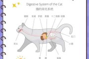 猫有肠胃疾病怎么办（猫肠胃疾病有哪些症状）