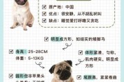 八哥犬饲养（八哥饲养方法视频教程）