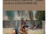 训练德国牧羊犬对陌生人有害吗（如何训练德国牧羊犬?）