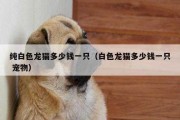 纯白色龙猫介绍（白色龙猫的价格）