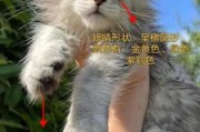 缅因猫好坏（缅因猫好坏怎么区分）