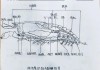 养鳌虾的基本知识（观赏鳌虾养殖教程视频）