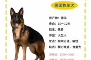 德国牧羊犬可以剃毛吗（德国牧羊犬可以剃毛吗多少钱）