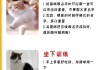 猫咪训练的四点要素有哪些（猫咪训练营）