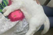 猫咪拉稀致死（猫咪拉肚子死亡）