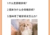 猫咪也会得糖尿病吗为什么（猫为什么得糖尿病病因）