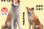 如何挑选好的秋田犬幼崽（如何挑选好的秋田犬幼崽图解）