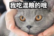 猫只吃猫粮?（猫只吃猫粮会营养不良吗）