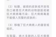 狗狂犬病潜伏期多久过安全期（狗狂犬病潜伏期最长多久）