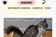 猫咪特发性膀胱炎是什么引起的（猫猫特发性膀胱炎）