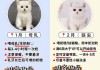 宠物猫的喂养（宠物猫的喂养及特点）