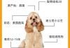 可卡犬长什么样子?（可卡犬优缺点适合什么人养）