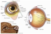 宠物眼睛图片（宠物眼睛结构图）