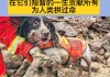 雅安地震搜救犬叮当（汶川地震搜救犬叮当）