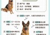 德国牧羊犬幼犬的饲养方法（德国牧羊犬幼犬视频大全）