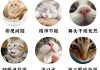 生病的猫怎么照顾（怎么给生病的猫喂食）