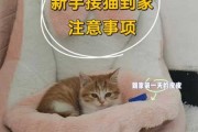 刚接回家的猫咪怎么培养感情（刚接回家的猫咪怎么培养感情能力）