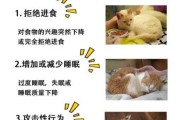 猫咪应激反应会导致哪些疾病（猫咪应激反应会引起什么病）