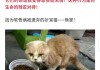 宠物猫退化（小猫衰退综合症）