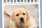 拉布拉多幼犬怎么喂养方法喂量（拉布拉多幼犬喂狗粮怎么喂）