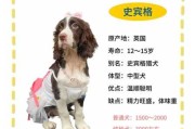 小史宾格犬多少钱一只（史宾格幼犬600元一只）