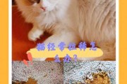 猫拉肚子了该怎么办（猫拉肚子咋整）