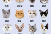 新手怎么选猫咪（新手怎么选猫咪品种）