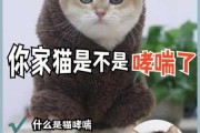 猫咪咳嗽哮喘怎么办（猫咪咳嗽喘的厉害怎么回事）