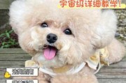 贵宾犬分为哪几种（贵宾犬的分类）