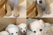 怎么训练小拉布拉多犬（怎么训练拉布拉多犬坐下）