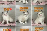 布偶重点色猫为什么不值钱（布偶重点色猫价格多少钱一只）