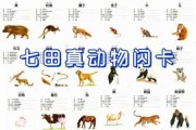 闪亮猫什么生肖（闪亮是啥）