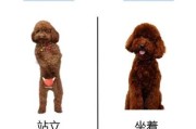 怎么辨别泰迪犬纯不纯（怎么辨别泰迪犬纯不纯）