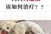 犬瘟热是由什么引起的（犬瘟热是由什么引起的呢）