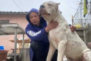 杜高犬品种介绍（杜高犬有几个品种及照片）