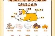 狗吃什么东西比较好（狗吃什么食物?）