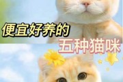 哪种猫咪最好养又便宜（哪种猫又好养又便宜）