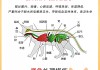 未成年的猫应该怎么喂（未成年的小猫吃什么）