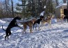 雪橇犬是怎么训练出来的（雪橇犬是用来干什么的）