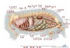 兔子的生理构造图（兔子的生理结构）