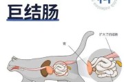 猫咪直肠堵塞怎么办能治好吗（猫咪直肠堵塞怎么办能治好吗）