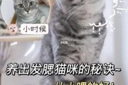 宠物猫要从小养吗（猫需要从小养吗）