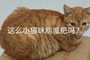 猫减肥不好吗（猫咪减肥吃多少合适）